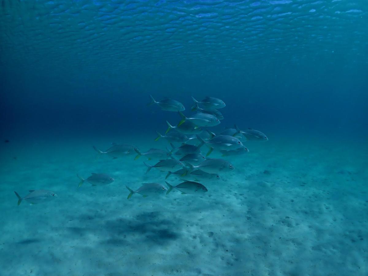 파라다이스 코브 리조트 Naukacuvu Island 외부 사진